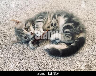 Splendido gattino giocando Foto Stock