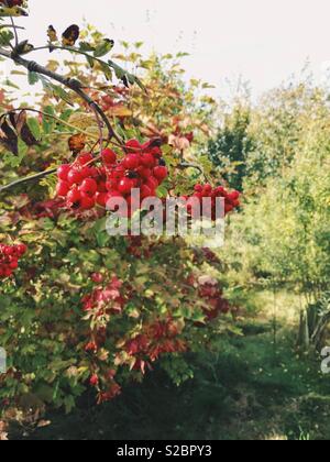 Rowan tree e bacche di frutteto a ottobre, UK, Nottinghamshire Foto Stock
