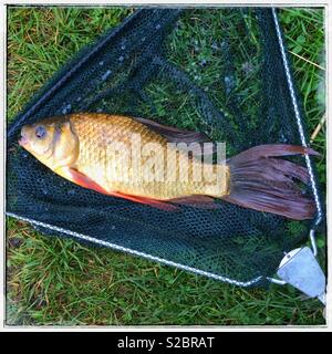 Carpa in landing net Foto Stock