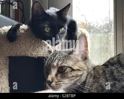 Ritratto di due domestici sorella shorthair gattini uno Bombay gatto con gli occhi di oro e uno d'oro-eyed tabby cat Foto Stock