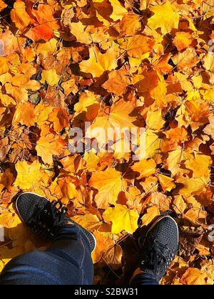 Due piedi in scarpe nere in piedi sul suolo coperto di foglie di giallo Foto Stock