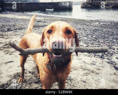 Un molto sporco cane con un bastone nella sua bocca Foto Stock