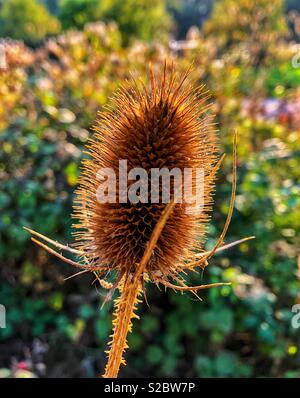 Teasel seme head (Dipsacus spp.) cresce sulle rive di un fiume in ottobre. Foto Stock