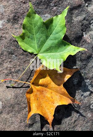 Foglie di autunno Foto Stock