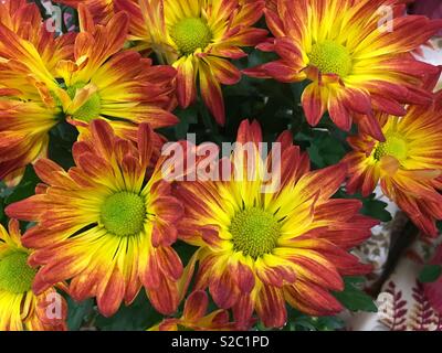 Bouquet luminoso Foto Stock