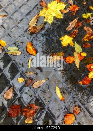 Foglie di autunno nella pioggia giacente in una pozza su un coperchio di ispezione, Ottobre. Foto Stock