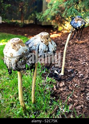 Tre copertura di inchiostro di funghi che crescono su di un prato. Foto Stock