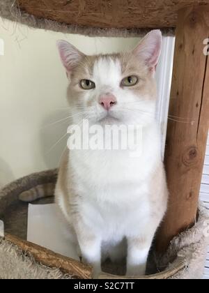 Ritratto di bella lo zenzero bianco-e-shorthair domestico kitty cat con giallo-oro occhi Foto Stock