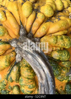 Un close-up della parte superiore di una presenta verrucosa e accidentato giallo arancione zucca di Halloween in verticale il formato dell'immagine. Foto Stock