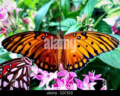 Femmina golfo farfalla di fritillary su una pianta rosa pentas Foto Stock