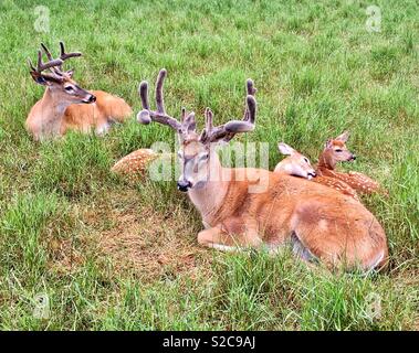 Due dollari e tre cerbiatti sdraiati in area erbosa Foto Stock