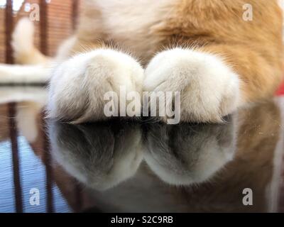 Cat zampe su un piano riflettente Foto Stock