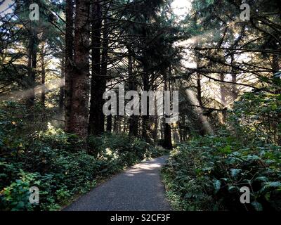 Sole che splende attraverso gli alberi su un lastricato sentiero escursionistico in Cape delusione, Washington, Stati Uniti d'America. Foto Stock