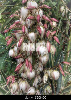 Fiori di Yucca "Stella luminosa' Foto Stock