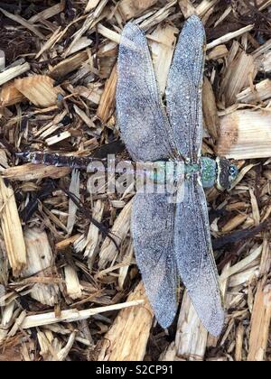 Dragonfly congelati in early frost Foto Stock