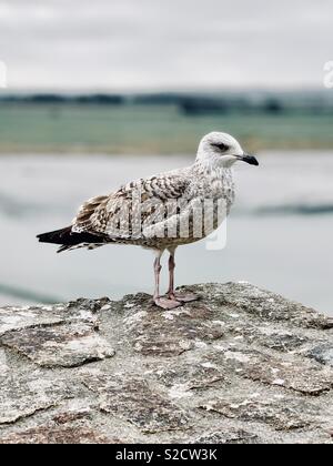 Seagull seduto su una roccia, Mont St Michel, Francia Foto Stock