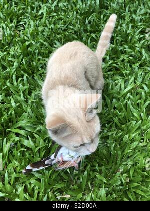 Gatto con recentemente catturati piccione. Foto Stock