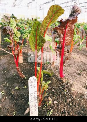 Luci luminose le bietole crescente nella serra a granai in pietra Centro per l'alimentazione e l'agricoltura in New York, Stati Uniti d'America. Foto Stock