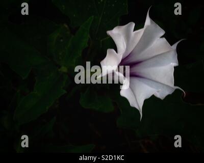 White Jimson Weed blossom in ombra pesante Foto Stock