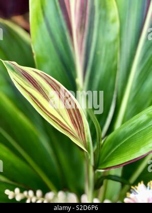 Chiusura del variegato foglia di ti in Hawaii Foto Stock