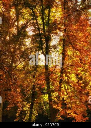 I colori di inizio autunno. Foglie verdi girare a Orange, poi marrone. Un'immagine con potenziali usi multipli. Credito foto - © COLIN HOSKINS. Foto Stock