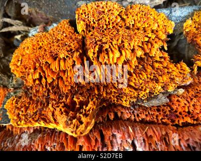 Spugna arancione polypore. Foto Stock