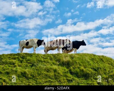 Tre vacche su una collina. Foto Stock