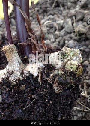 Crown gall su un tubero dahlia in primavera Foto Stock