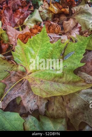 Un verde foglia di acero giace in un mucchio di foglie morte Foto Stock