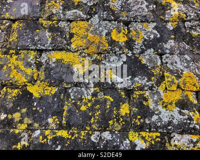 Il Lichen coperto ben stagionato Cornish tetto in ardesia. Foto Stock