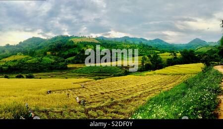 Raccolto di risone in Mae Ai - Mae Na Wang regione nel nord della Thailandia. Foto Stock