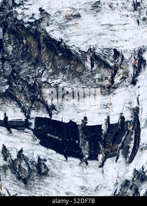 Corteccia di betulla close up Foto Stock