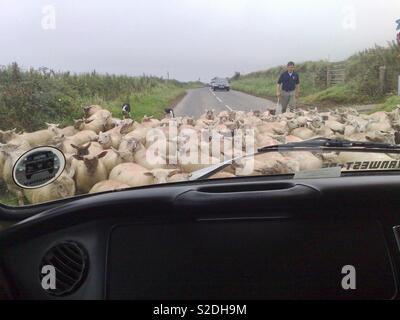 Pecore essendo azionati fino a Cornish road, passata la nostra VW camper, la foto scattata dal sedile passeggero, catturati nel momento in cui le pecore circondato il furgone con pastore e la sua canna da zucchero provenienti dietro di loro Foto Stock