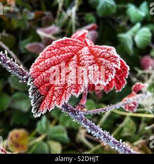 Rovo foglie con gelo Foto Stock