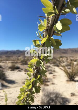 La luce del mattino evidenzia le foglie di un Ocotillo (Fouquieria splendens ) impianto, Anza-Borrego Desert State Park, CA, Stati Uniti d'America Foto Stock