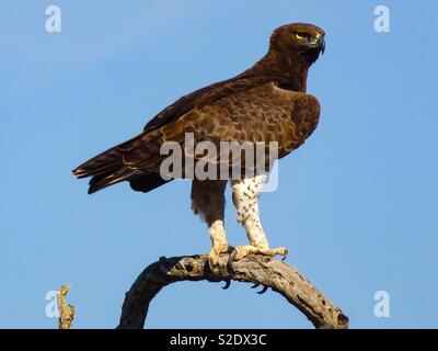 Aquila marziale Foto Stock