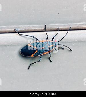 Boisea trivittata boxelder Bug closeup Foto Stock