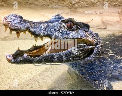 Caimano con la bocca aperta che mostra denti mentre posa in acqua Foto Stock