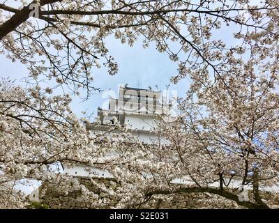 Giappone Fukushima Tsuruga-castello di fiori ciliegio Foto Stock