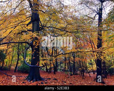 Il legno di faggio vibranti in colori autunnali. Foto Stock