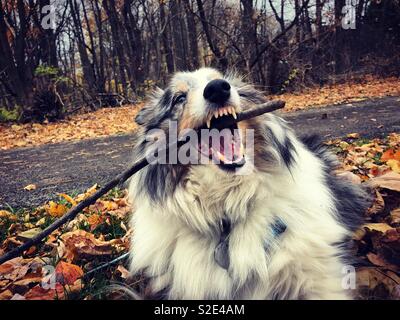 La nostra famiglia sheltie cane giocando con un bastone in un freddo giorno di caduta Foto Stock