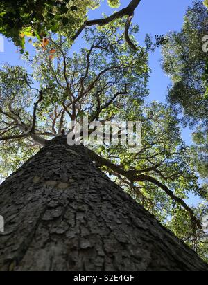 Guardando l'imponente il tronco di un albero di eucalipto, al magnifico baldacchino di rami e foglie; in bushland a Iluka, NSW, Australia. Foto Stock