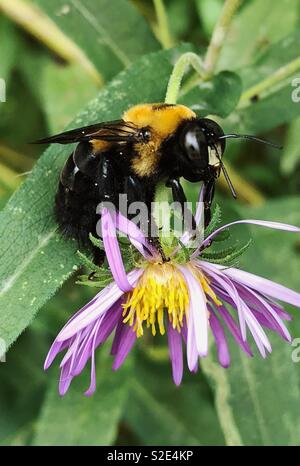Bee seduto su una Nuova Inghilterra Aster fiore Foto Stock