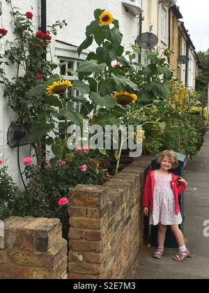 4 anno vecchia ragazza / bambino / bambino in piedi nella parte anteriore del suo giardino anteriore con alti girasoli / Sun Flower fioritura, e parete del giardino, sul marciapiede. Foto Stock