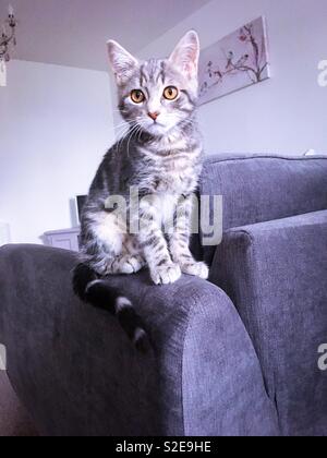 Bella grigio tabby kitten in attesa di giocare Foto Stock