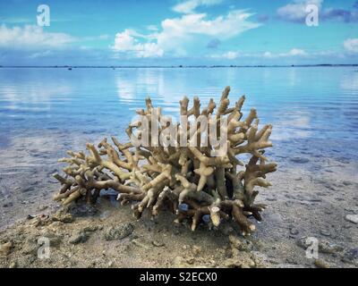 Coralli morto su una spiaggia in riva dell Oceano Pacifico. Guam. Foto Stock