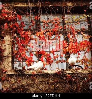 Le colombe seduto sul davanzale fuori casa abbandonata in autunno Foto Stock