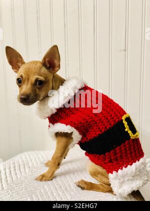 Buon Natale da Santa Chihuahua Foto Stock