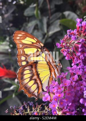 Malachite butterfly su un fiore Foto Stock