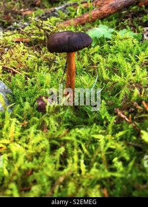 Craterellus tubaeformis fungo in MOSS Foto Stock